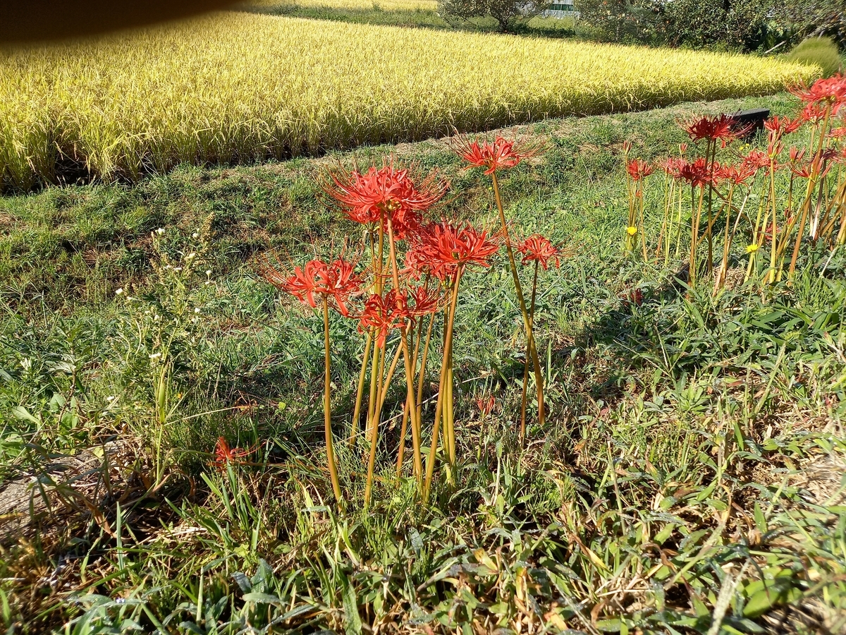 f:id:kitaguninooyaji:20210920113056j:plain