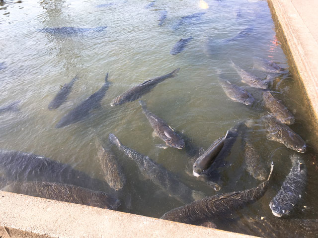 f:id:kitahana_tarosuke:20180507235632j:plain