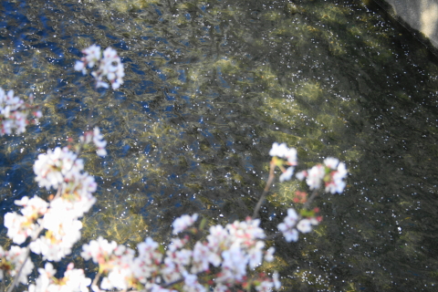 f:id:kitahira:20190327103421j:plain