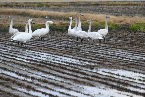 f:id:kitahira:20200116163202j:plain