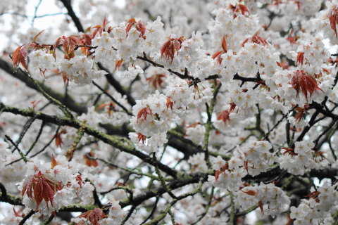 f:id:kitahira:20200403215638j:plain