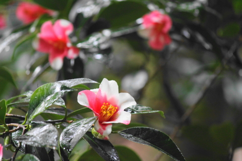 f:id:kitahira:20200430143659j:plain f:id:kitahira:20200430143659j:plain