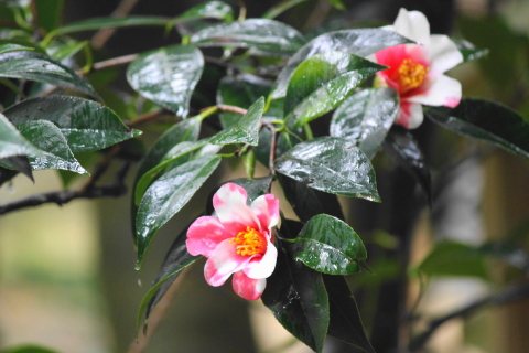 f:id:kitahira:20200430143705j:plain f:id:kitahira:20200430143705j:plain