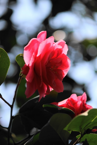 f:id:kitahira:20200430143715j:plain f:id:kitahira:20200430143715j:plain