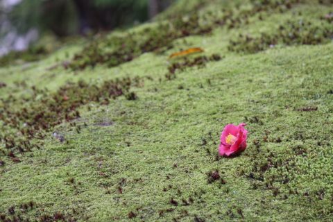 f:id:kitahira:20200430143720j:plain f:id:kitahira:20200430143720j:plain