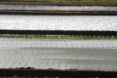 f:id:kitahira:20200513160738j:plain