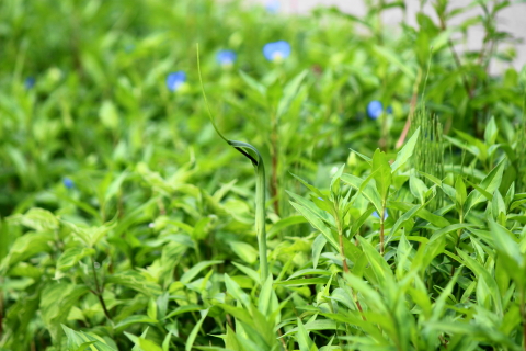 f:id:kitahira:20200814100021j:plain