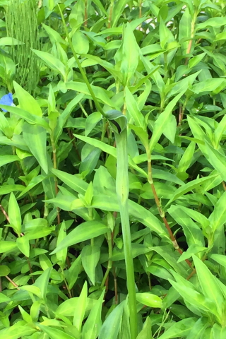 f:id:kitahira:20200814100024j:plain