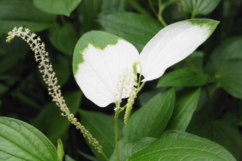 f:id:kitahira:20200814100034j:plain