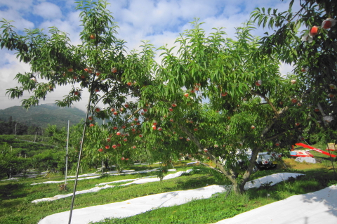 f:id:kitahira:20200817115524j:plain