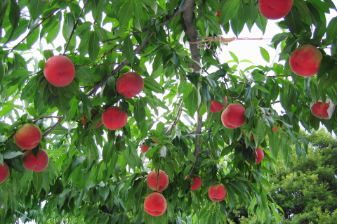 f:id:kitahira:20200817115528j:plain