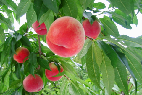 f:id:kitahira:20200817115532j:plain