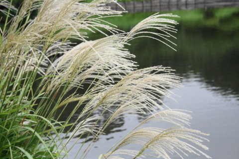 f:id:kitahira:20201107203332j:plain