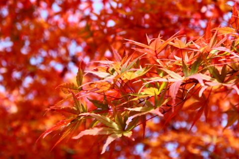 f:id:kitahira:20201107203632j:plain