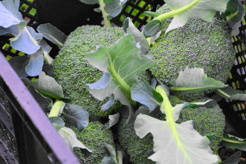 f:id:kitahira:20210119180504j:plain