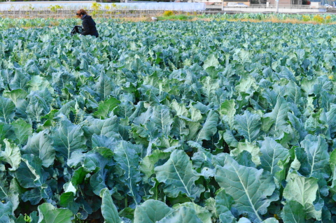 f:id:kitahira:20210119180507j:plain