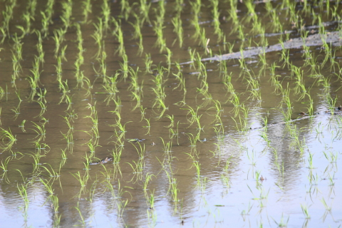 f:id:kitahira:20210503211054j:plain