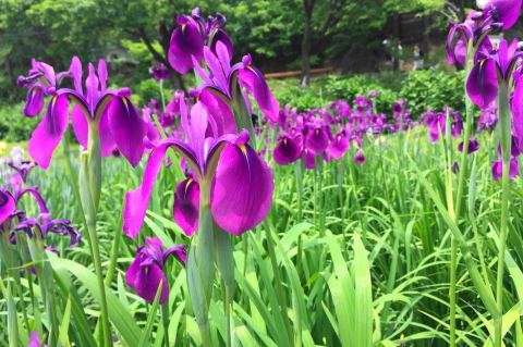 21年6月 季節のお話 いずれ菖蒲 あやめ か杜若 かきつばた ああややこしや Kitahira Blog
