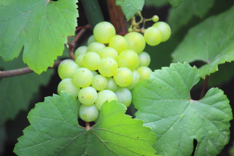 f:id:kitahira:20210803014425j:plain