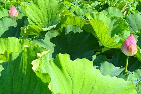 f:id:kitahira:20211006173622j:plain