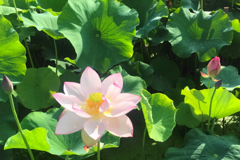 f:id:kitahira:20211006173625j:plain