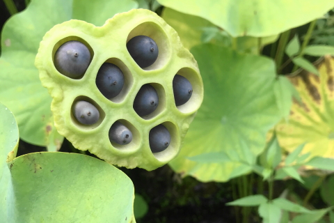 f:id:kitahira:20211006173629j:plain