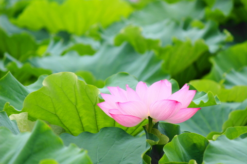 f:id:kitahira:20211006173646j:plain