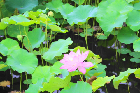 f:id:kitahira:20211006173657j:plain