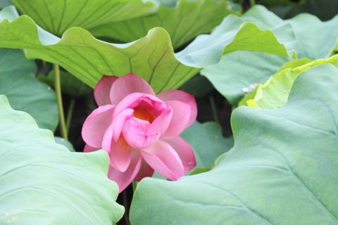 f:id:kitahira:20211006173700j:plain