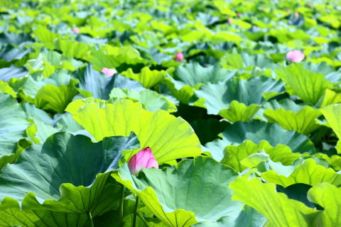 f:id:kitahira:20211006173706j:plain