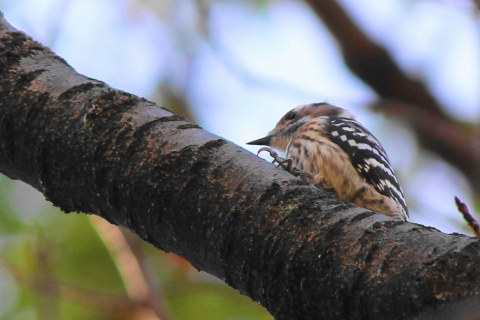 f:id:kitahira:20211207075834j:plain