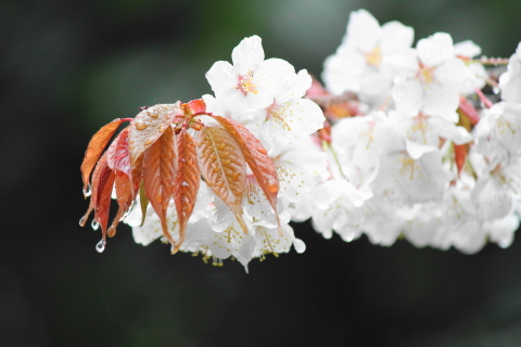 2024年4月 季節のお話≪催花雨≫とBenoitからのご案内です