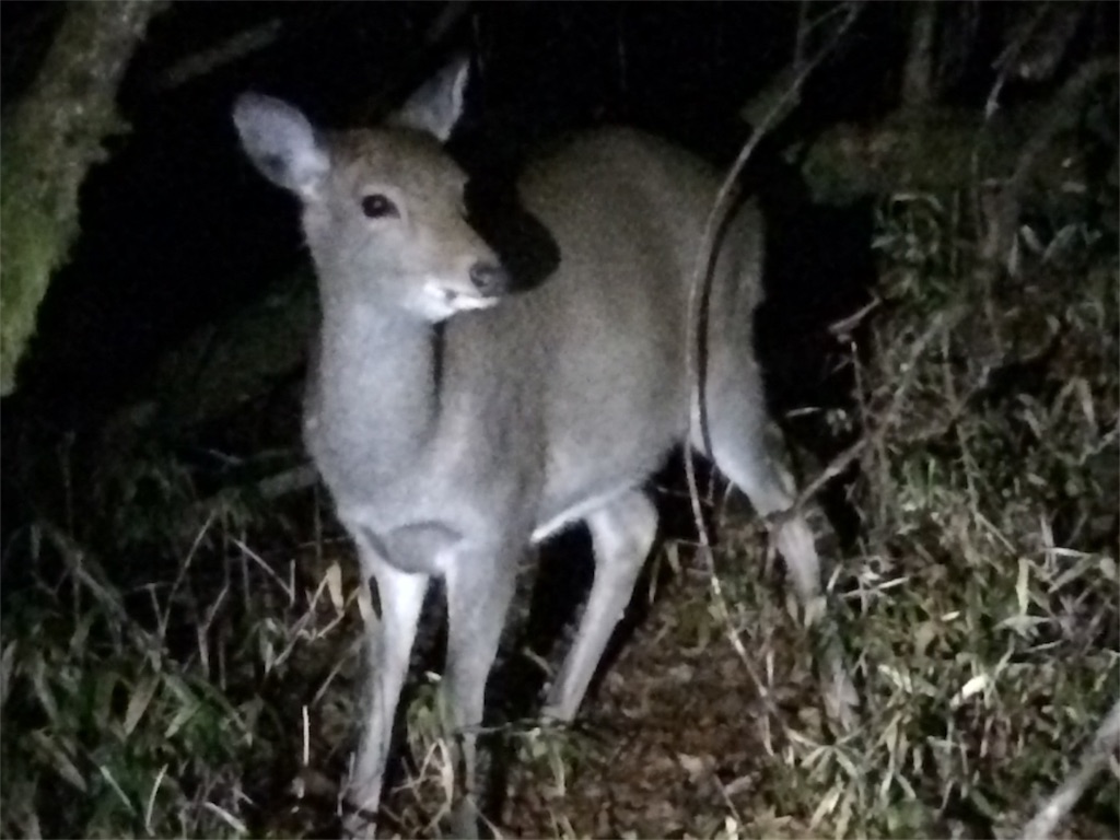 f:id:kitahonami:20161128102208j:image