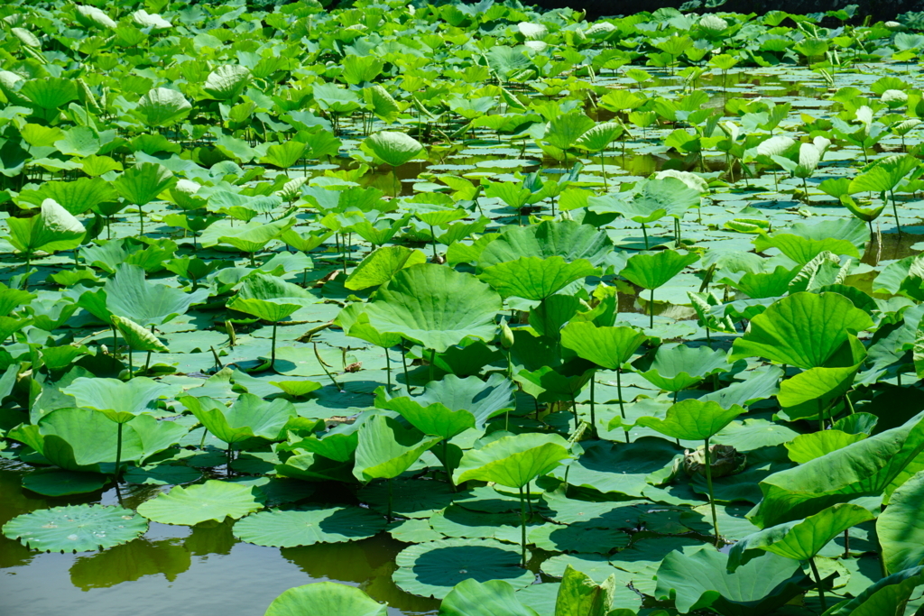 f:id:kitahonami:20170612195535j:plain f:id:kitahonami:20170612195535j:plain