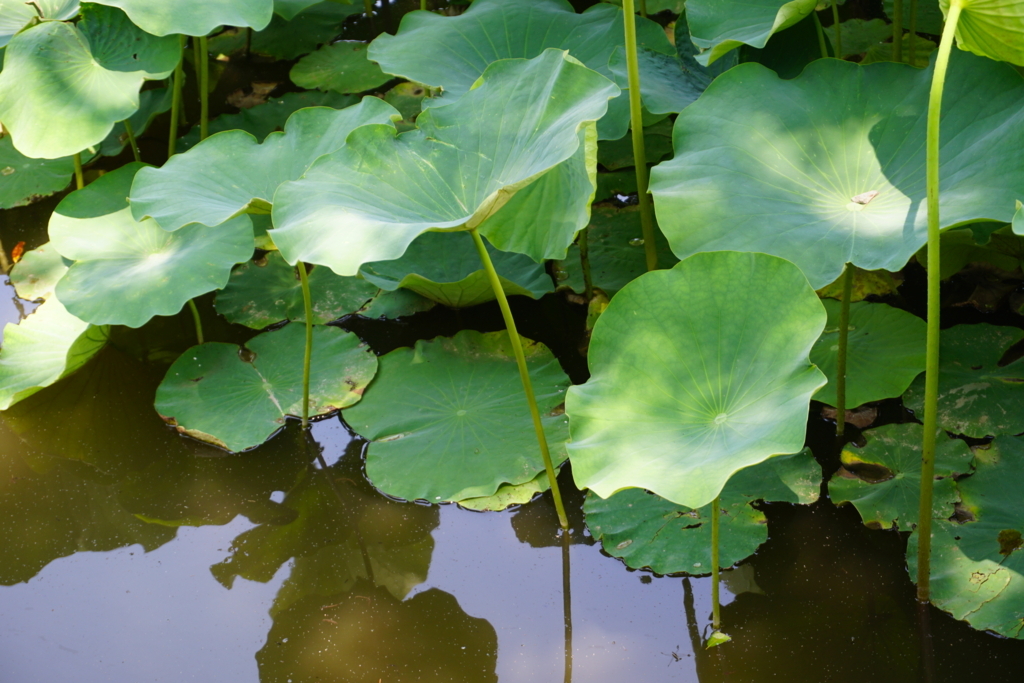 f:id:kitahonami:20170612215248j:plain f:id:kitahonami:20170612215248j:plain