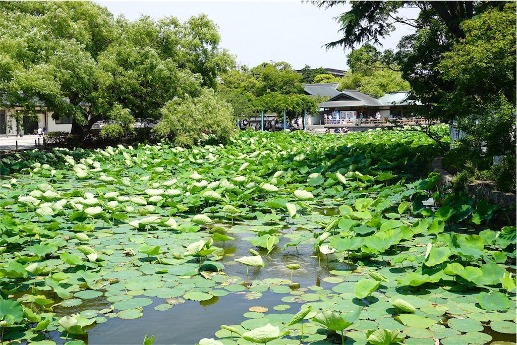 f:id:kitahonami:20170612221634j:image f:id:kitahonami:20170612221634j:image