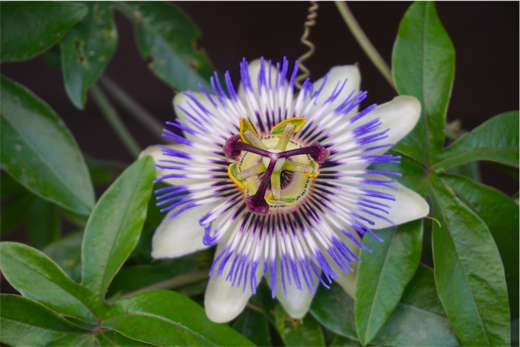 f:id:kitahonami:20170613185424j:image f:id:kitahonami:20170613185424j:image