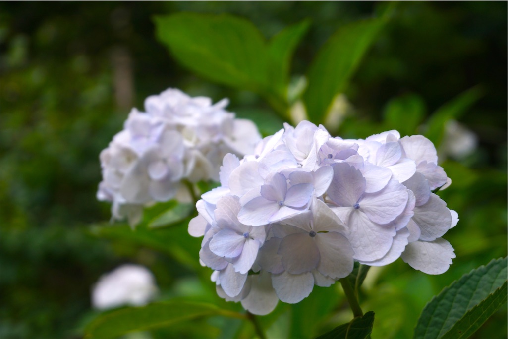 f:id:kitahonami:20170613185428j:image f:id:kitahonami:20170613185428j:image