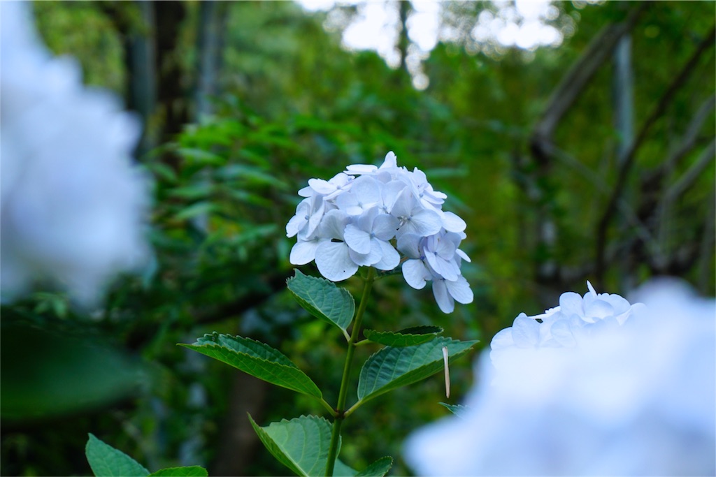 f:id:kitahonami:20170613185433j:image f:id:kitahonami:20170613185433j:image