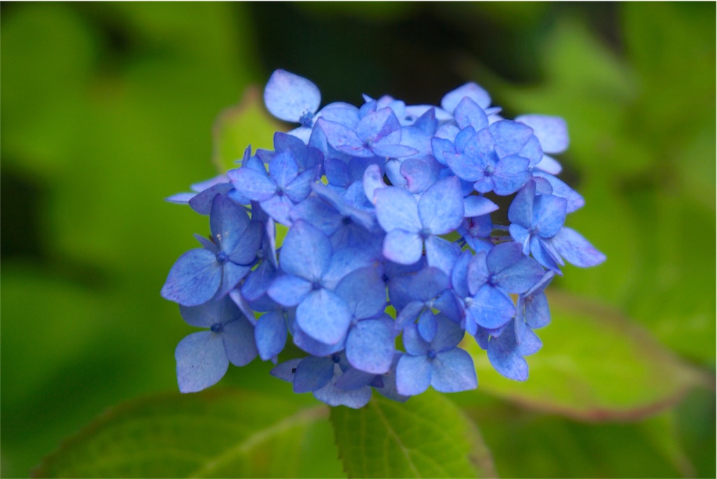 f:id:kitahonami:20170613185448j:image f:id:kitahonami:20170613185448j:image