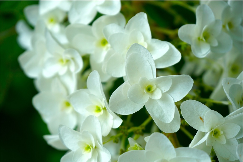 f:id:kitahonami:20170613185455j:image f:id:kitahonami:20170613185455j:image