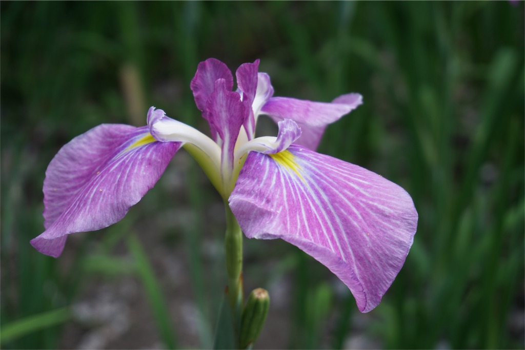 f:id:kitahonami:20170613185505j:image f:id:kitahonami:20170613185505j:image