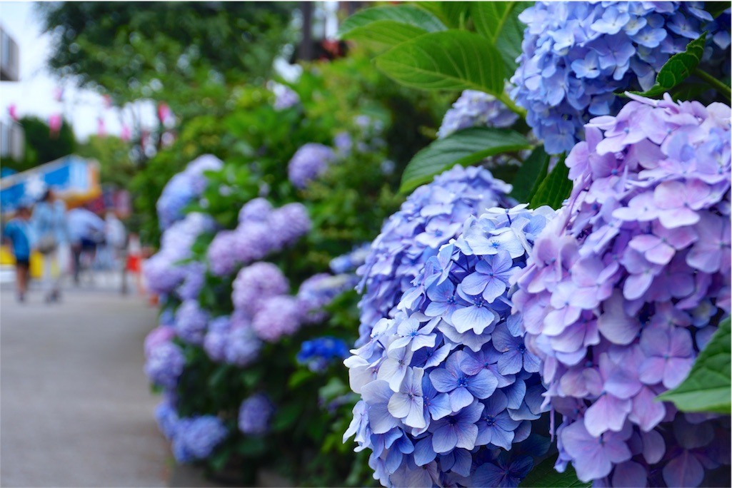 f:id:kitahonami:20170623220329j:image f:id:kitahonami:20170623220329j:image