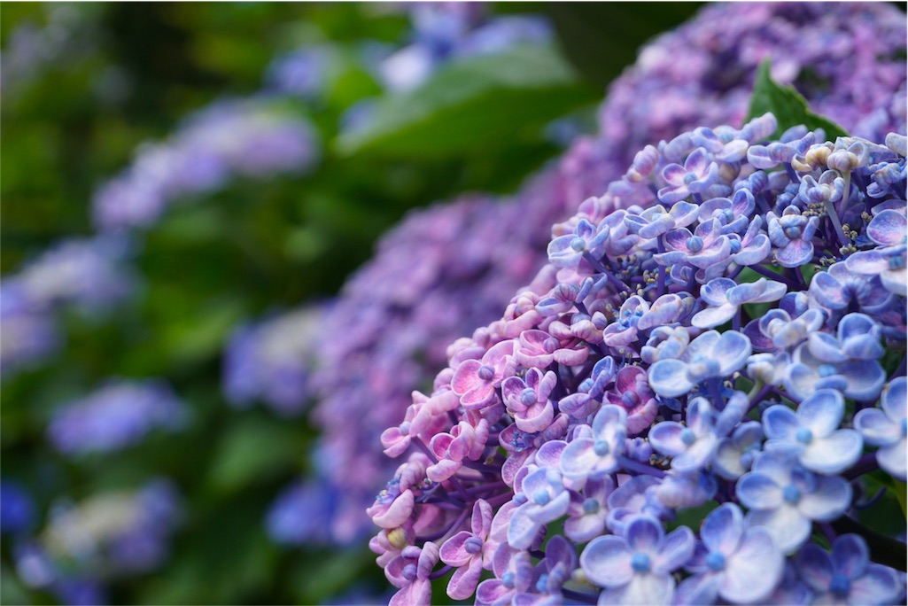 f:id:kitahonami:20170623220336j:image f:id:kitahonami:20170623220336j:image