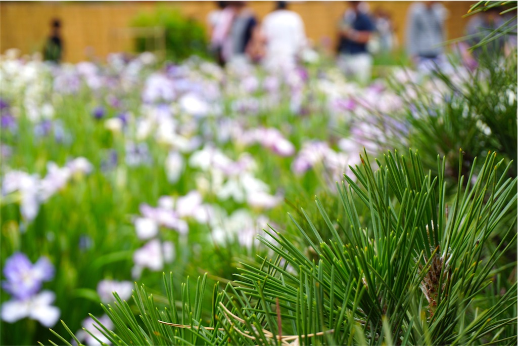 f:id:kitahonami:20170623220435j:image