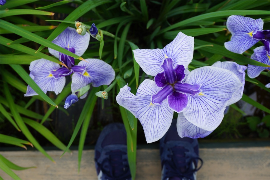 f:id:kitahonami:20170623220511j:image f:id:kitahonami:20170623220511j:image