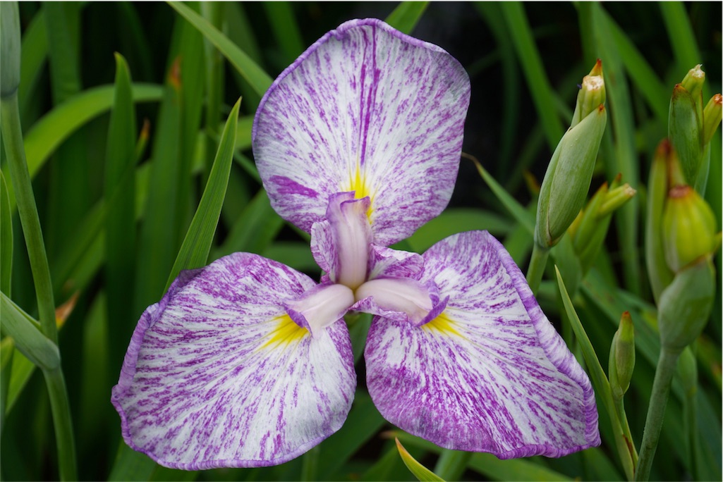 f:id:kitahonami:20170623220601j:image f:id:kitahonami:20170623220601j:image