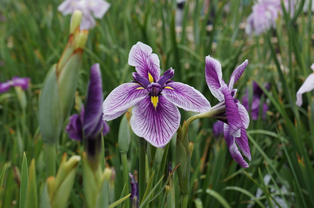 f:id:kitahonami:20170624003518j:plain f:id:kitahonami:20170624003518j:plain