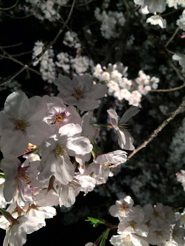 f:id:kitajun0222:20150404192528j:image:w360