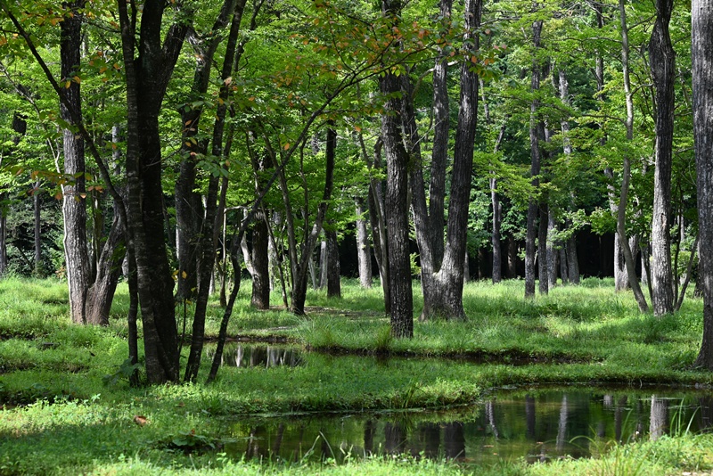 夏の那須 - Green, blue and etc.